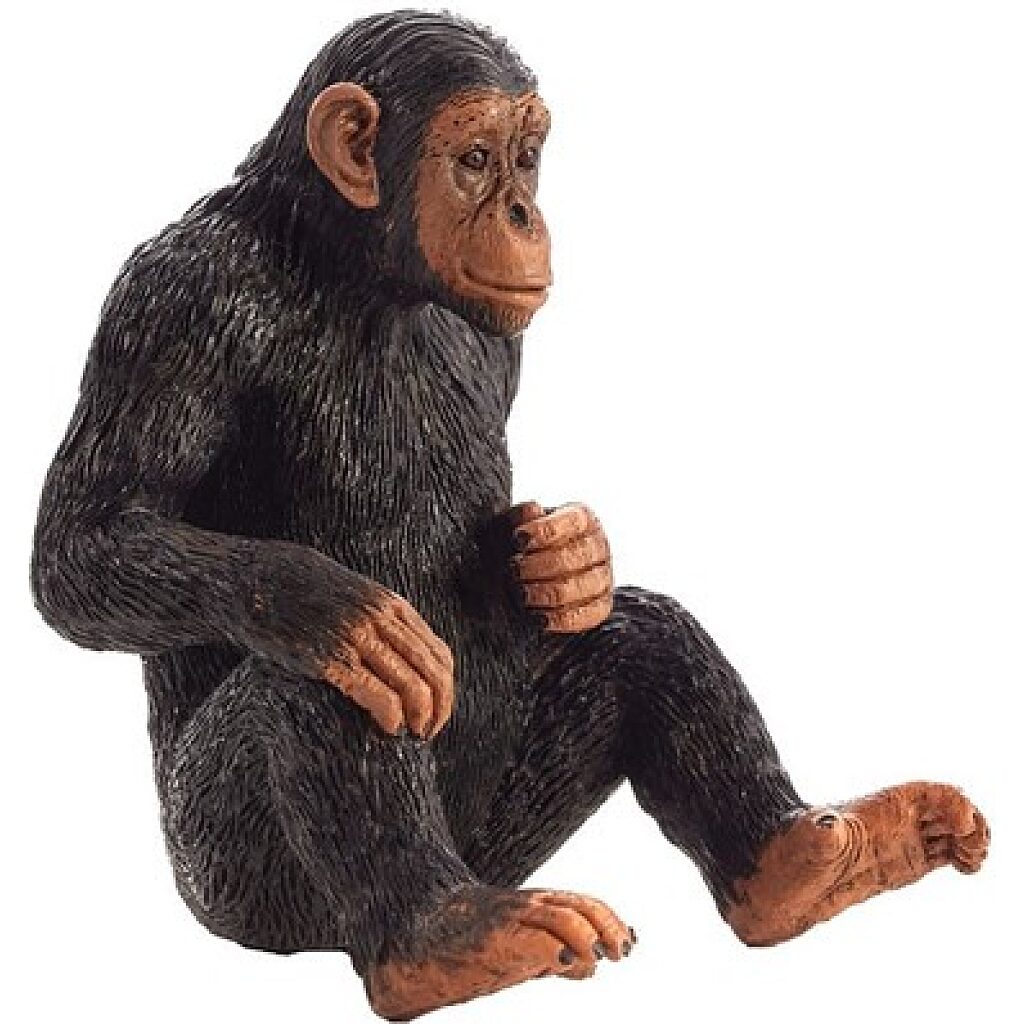 Csimpánz L - Kép 1