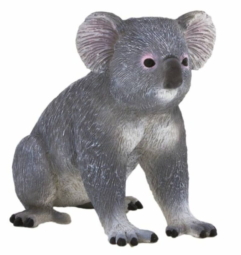 MJ387105 Koala M