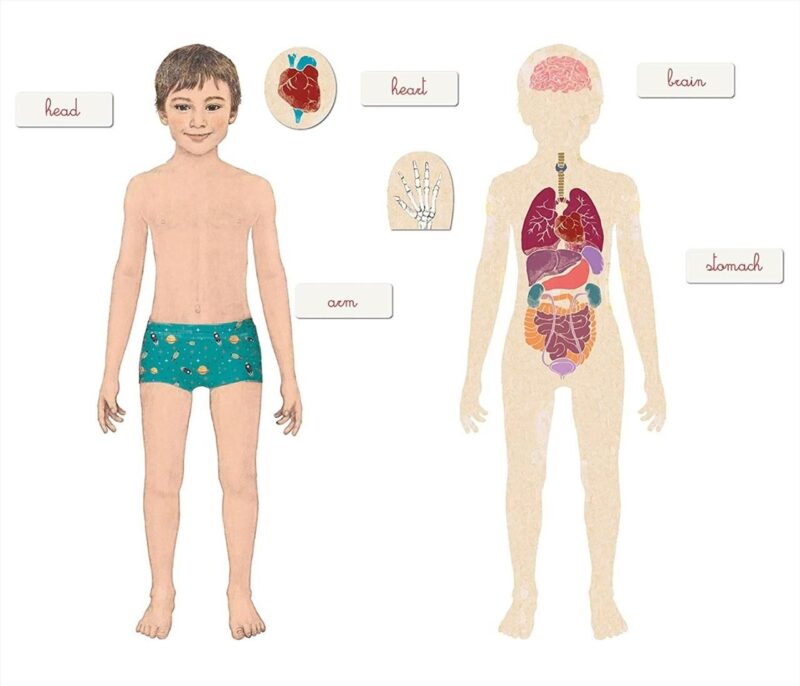 Montessori - Az emberi test - 2. Kép