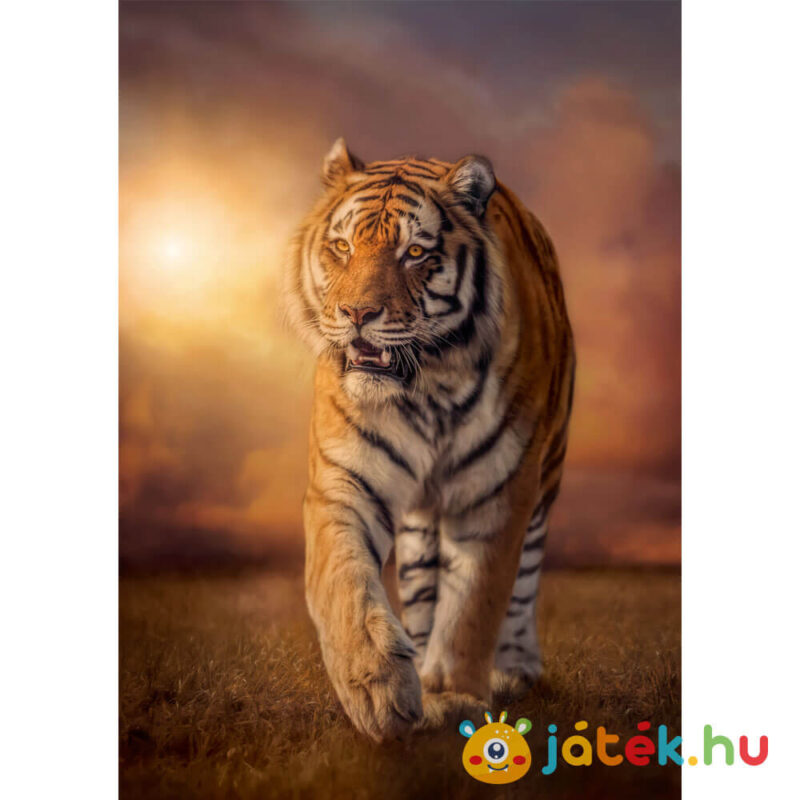 Bengáli tigris puzzle képe, 1500 db (Clementoni 31806)