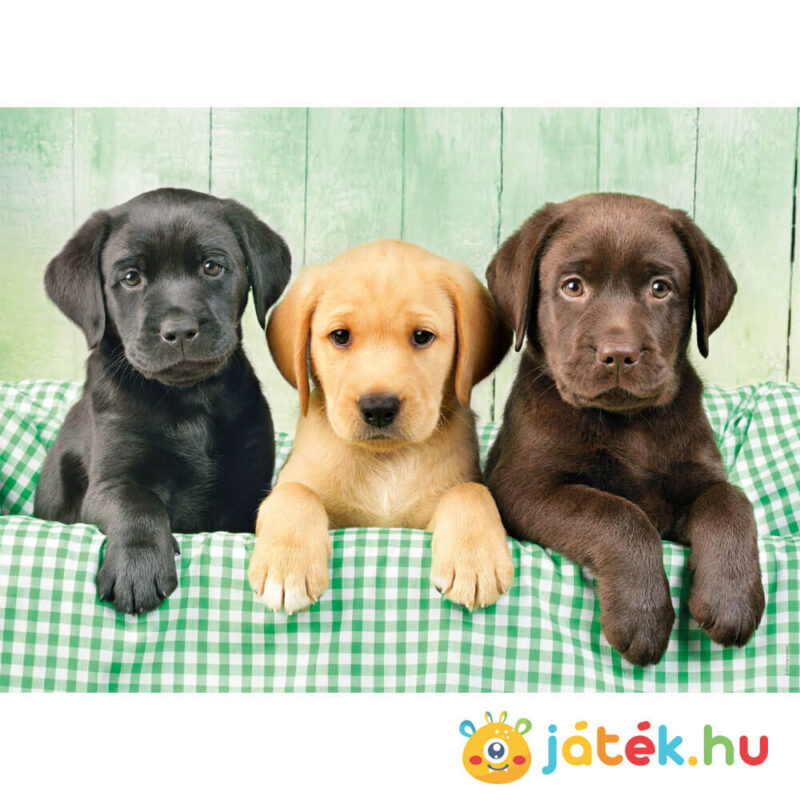 Labrador kölyök kutyus puzzle képe, 1000 db (Clementoni 39279)